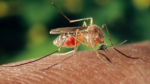 massachusetts mosquitoes Deadly Mosquito-Borne Virus Concerning USA Towns